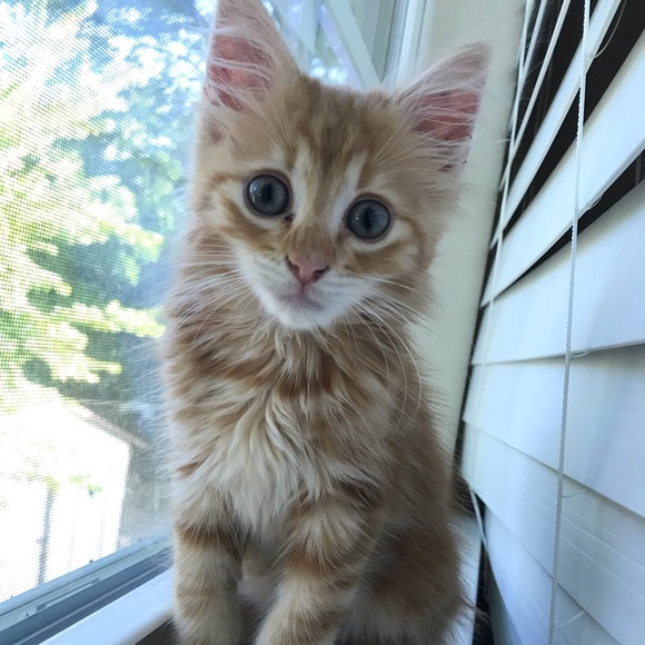 💕😃 Meet Your Posher: Mandy! 😃💕 - Picture 16 of 16